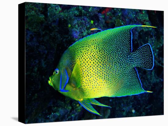 Crescent Angel Fish (Pomacanthus)-Andrea Ferrari-Stretched Canvas