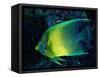 Crescent Angel Fish (Pomacanthus)-Andrea Ferrari-Framed Stretched Canvas