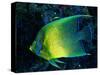 Crescent Angel Fish (Pomacanthus)-Andrea Ferrari-Stretched Canvas