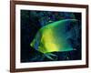 Crescent Angel Fish (Pomacanthus)-Andrea Ferrari-Framed Photographic Print