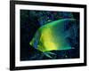 Crescent Angel Fish (Pomacanthus)-Andrea Ferrari-Framed Photographic Print