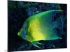 Crescent Angel Fish (Pomacanthus)-Andrea Ferrari-Mounted Photographic Print