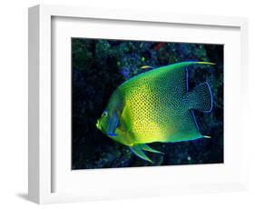 Crescent Angel Fish (Pomacanthus)-Andrea Ferrari-Framed Photographic Print