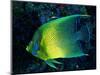 Crescent Angel Fish (Pomacanthus)-Andrea Ferrari-Mounted Photographic Print