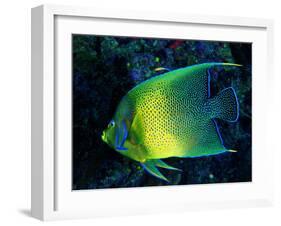 Crescent Angel Fish (Pomacanthus)-Andrea Ferrari-Framed Photographic Print