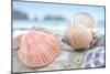Crescent Beach Shells 10-Alan Blaustein-Mounted Photographic Print