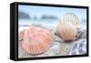 Crescent Beach Shells 10-Alan Blaustein-Framed Stretched Canvas