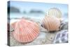 Crescent Beach Shells 10-Alan Blaustein-Stretched Canvas