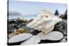 Crescent Beach Shells 11-Alan Blaustein-Stretched Canvas