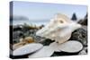 Crescent Beach Shells 11-Alan Blaustein-Stretched Canvas