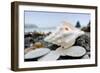 Crescent Beach Shells 11-Alan Blaustein-Framed Photographic Print