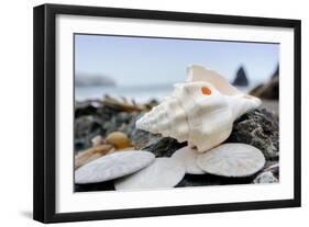 Crescent Beach Shells 11-Alan Blaustein-Framed Photographic Print