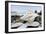 Crescent Beach Shells 11-Alan Blaustein-Framed Photographic Print