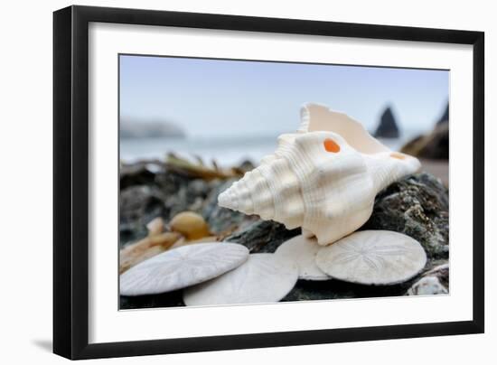 Crescent Beach Shells 11-Alan Blaustein-Framed Photographic Print
