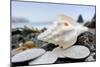 Crescent Beach Shells 11-Alan Blaustein-Mounted Photographic Print