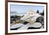 Crescent Beach Shells 11-Alan Blaustein-Framed Photographic Print