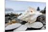 Crescent Beach Shells 11-Alan Blaustein-Mounted Photographic Print