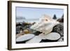 Crescent Beach Shells 11-Alan Blaustein-Framed Photographic Print