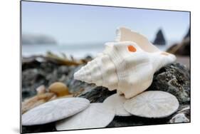 Crescent Beach Shells 11-Alan Blaustein-Mounted Photographic Print