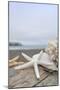 Crescent Beach Shells 14-Alan Blaustein-Mounted Photographic Print
