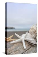 Crescent Beach Shells 14-Alan Blaustein-Stretched Canvas