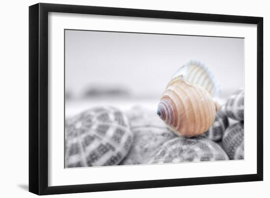 Crescent Beach Shells 15-Alan Blaustein-Framed Photographic Print