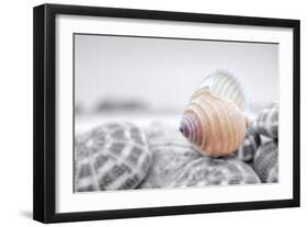 Crescent Beach Shells 15-Alan Blaustein-Framed Photographic Print