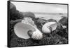 Crescent Beach Shells 2-Alan Blaustein-Framed Stretched Canvas