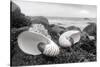 Crescent Beach Shells 2-Alan Blaustein-Stretched Canvas