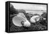 Crescent Beach Shells 2-Alan Blaustein-Framed Stretched Canvas