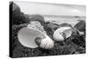 Crescent Beach Shells 2-Alan Blaustein-Stretched Canvas