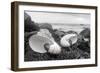 Crescent Beach Shells 2-Alan Blaustein-Framed Photographic Print
