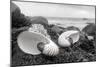 Crescent Beach Shells 2-Alan Blaustein-Mounted Photographic Print