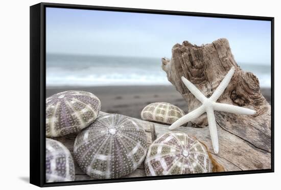 Crescent Beach Shells 5-Alan Blaustein-Framed Stretched Canvas
