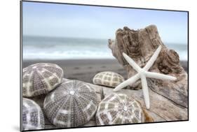 Crescent Beach Shells 5-Alan Blaustein-Mounted Photographic Print