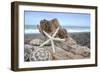 Crescent Beach Shells 6-Alan Blaustein-Framed Photographic Print