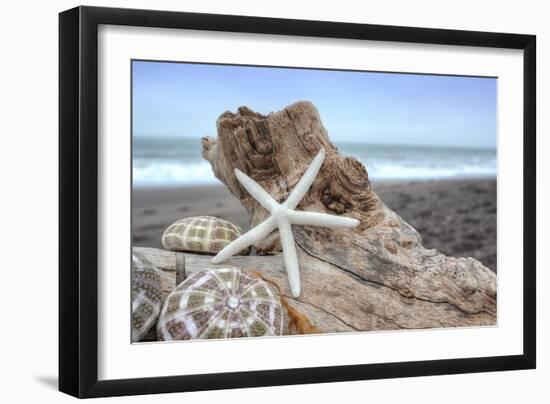 Crescent Beach Shells 6-Alan Blaustein-Framed Photographic Print