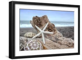 Crescent Beach Shells 6-Alan Blaustein-Framed Photographic Print