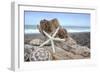 Crescent Beach Shells 6-Alan Blaustein-Framed Photographic Print