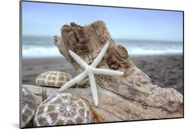 Crescent Beach Shells 6-Alan Blaustein-Mounted Photographic Print