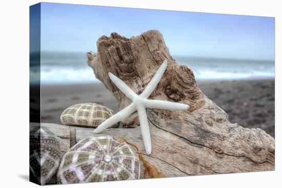 Crescent Beach Shells 6-Alan Blaustein-Stretched Canvas