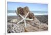 Crescent Beach Shells 6-Alan Blaustein-Framed Photographic Print