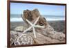 Crescent Beach Shells 6-Alan Blaustein-Framed Photographic Print