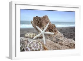 Crescent Beach Shells 6-Alan Blaustein-Framed Photographic Print