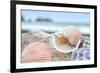 Crescent Beach Shells 9-Alan Blaustein-Framed Photographic Print