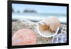 Crescent Beach Shells 9-Alan Blaustein-Framed Photographic Print