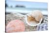 Crescent Beach Shells 9-Alan Blaustein-Stretched Canvas