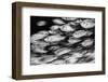 Crescent-tail bigeye school on a coral reef, Maldives-Alex Mustard-Framed Photographic Print