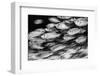 Crescent-tail bigeye school on a coral reef, Maldives-Alex Mustard-Framed Photographic Print