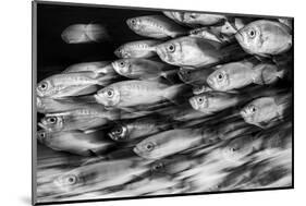 Crescent-tail bigeye school on a coral reef, Maldives-Alex Mustard-Mounted Photographic Print